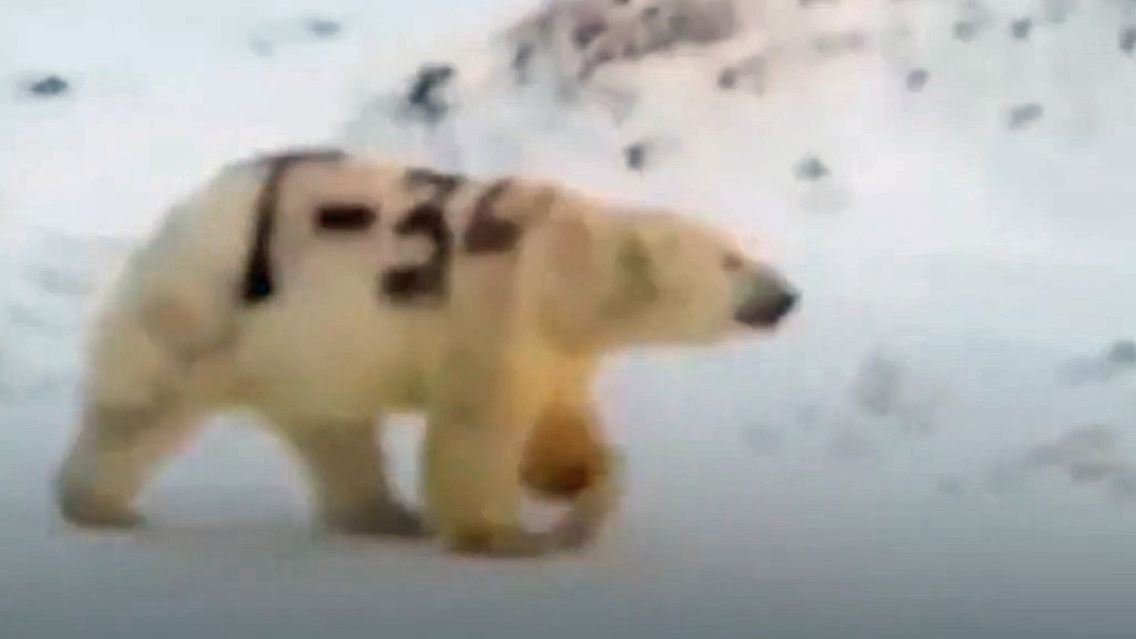 eisbär gräffiti.jpg