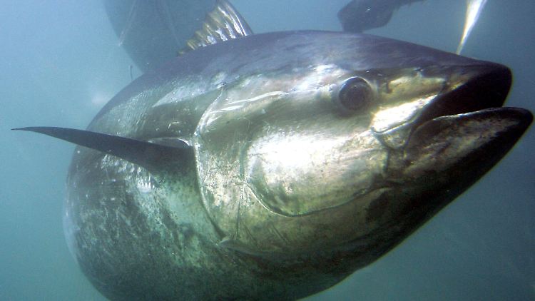 Sauerstoffmangel in den Meeren schadet zum Beispiel Thunfischen.