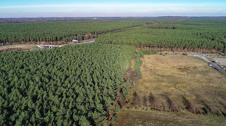 Noch ist es bloß eine grüne Wiese in Brandenburg: Hier könnte das Tesla-Werk entstehen.