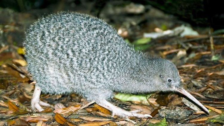 Ein Haastkiwi: Die meisten Neuseeländer, die sich selbst gern "Kiwis" nennen, haben noch nie einen in freier Natur gesehen.