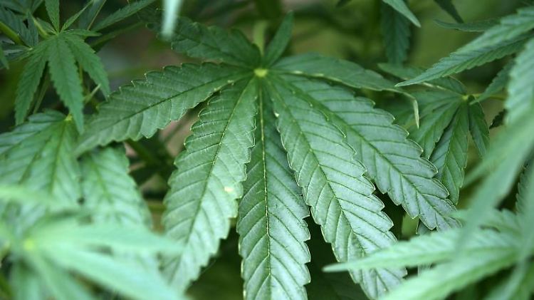 Unscheinbare Pflanze, große Wirkung: Cannabis.