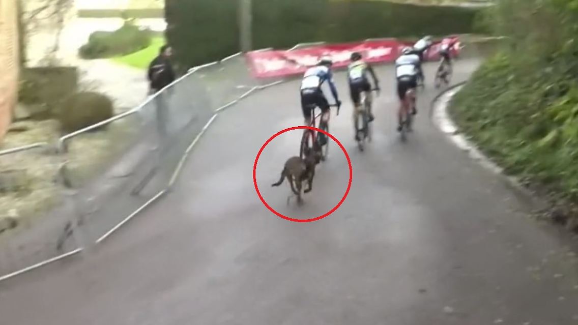kzg hund 3.jpg