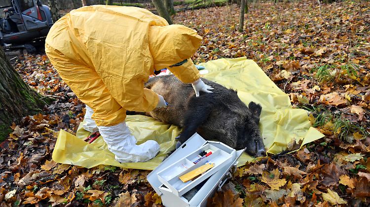 In Polen wird der Seuchen-Ernstfall geprobt.