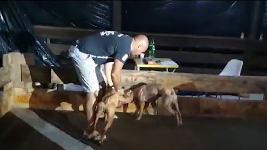 hundekampf.jpg