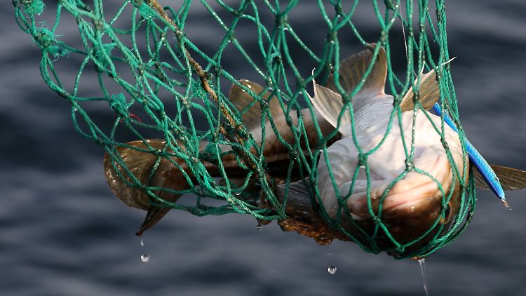 Die Kabeljau-Mengen, die Nordsee-Fischer künftig fangen dürfen, wurden zum Schutz der Bestände halbiert.