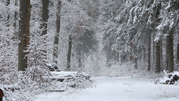 Es gibt sie noch, die Orte in Deutschland mit Schnee: Weg bei Ulm in einen winterlichen Wald, am 12. Dezember 2019.