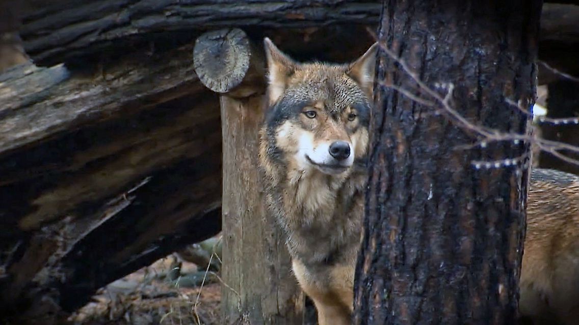WolfKindergarten.jpg