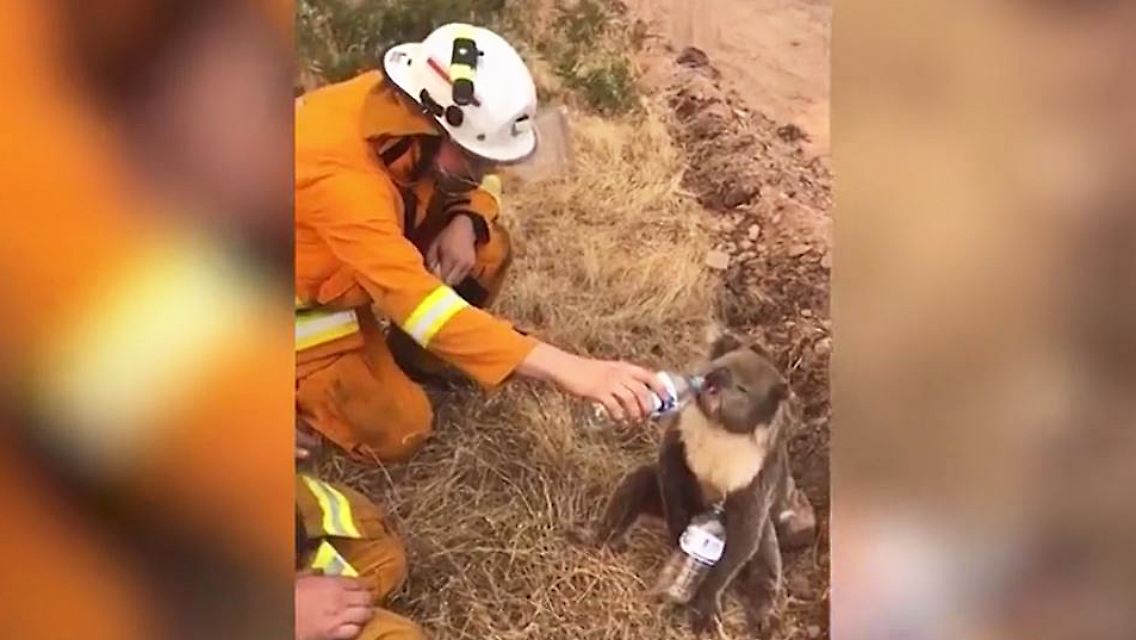 Australien Koala.JPG