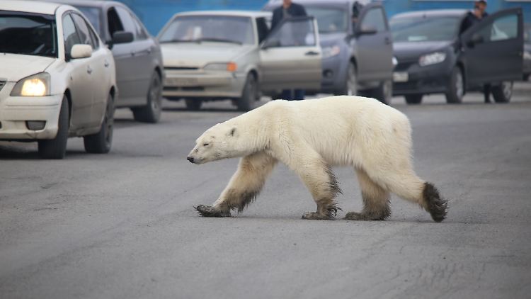 Das Biotop von Eisbären schwindet. In Sibirien dringt ein Eisbär auf der Suche nach Nahrung in besiedeltes Gebiet vor.