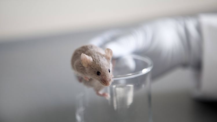 Eine Labormaus.