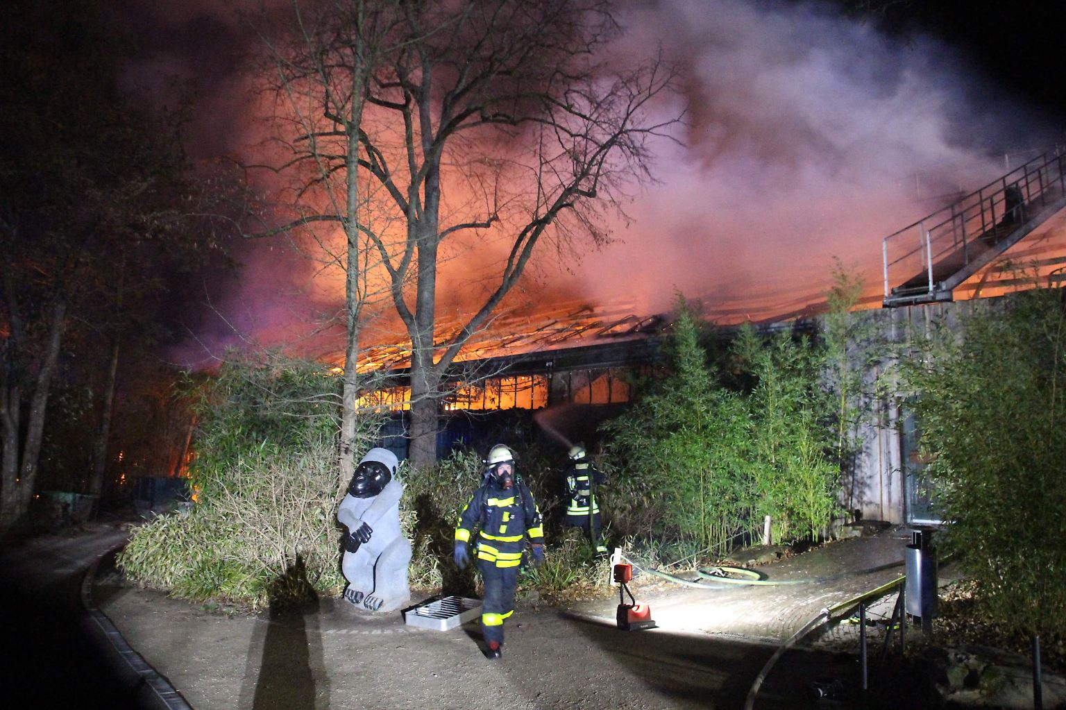 Die Katastrophe ereignet sich in der Silvesternacht: Das Affenhaus des Krefelder Zoos geht in Flammen auf - mehr als 30 Tiere kommen ums Leben, darunter acht Menschenaffen. Die Polizei vermutet ...