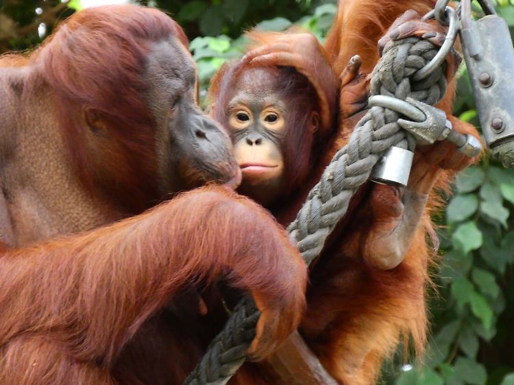 Diese Bilder entstanden vor dem Brand im Krefelder Affenhaus - auch diese Orang Utans starben.