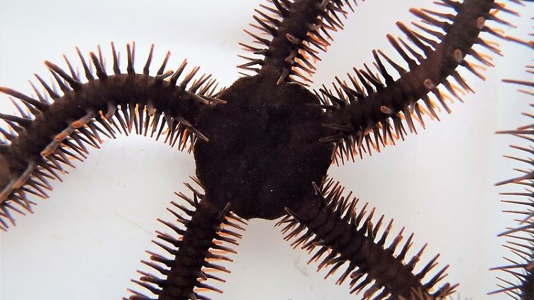 Ophiocoma wendtii, der Schlangenstern, kommt in Korallenriffen von Bermuda bis Brasilien vor.