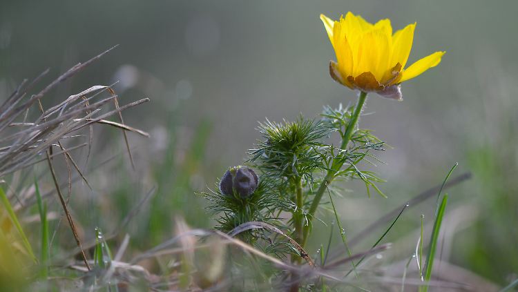 Richtung Osteuropa, Russland und Nordskandinavien soll es  3 bis 4 Grad zu warm durch den Winter gehen.