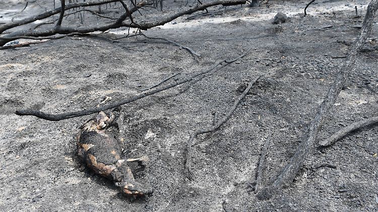 Auch im Bundesstaat Victoria sind viele Tiere - wie dieses Känguru - in den Flammen verendet. 
