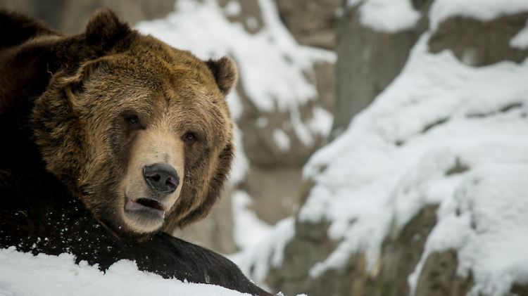 Ein Grizzly-Bär liegt im Zoo des New York Central Park im Schnee. 