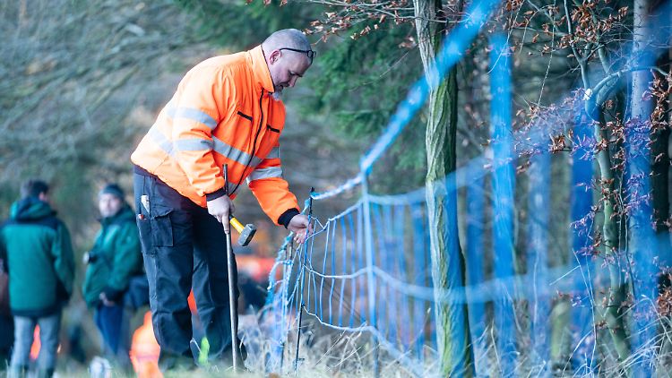 Ein elektrischer Zaun an der deutsch-polnischen Grenze soll möglicherweise kranke Wildschweine fernhalten.