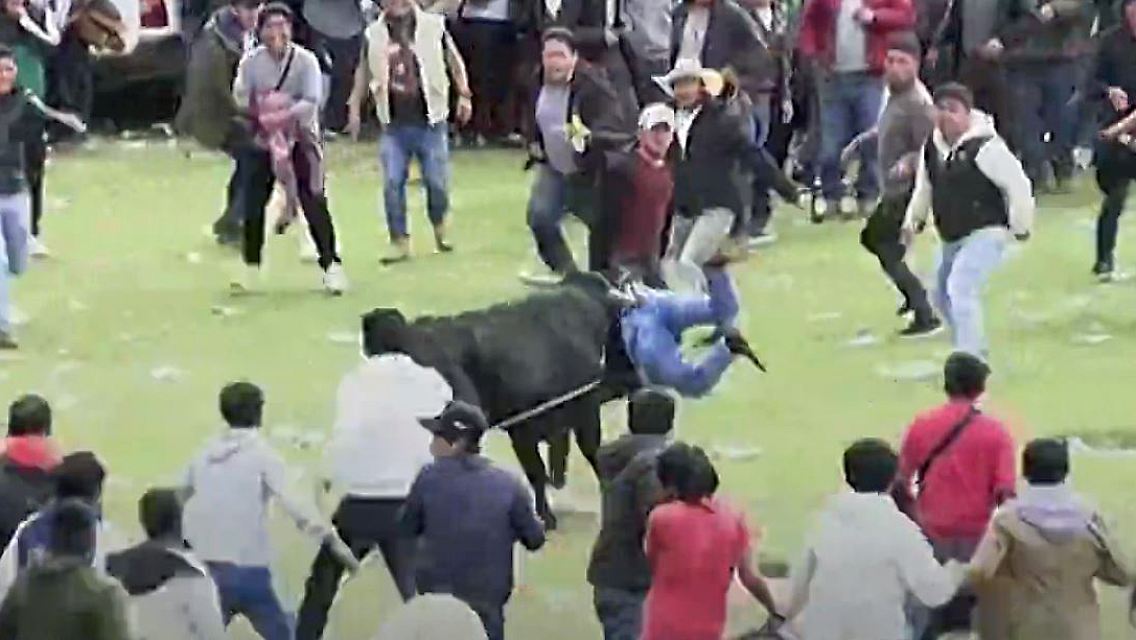 Stier Peru 2.JPG