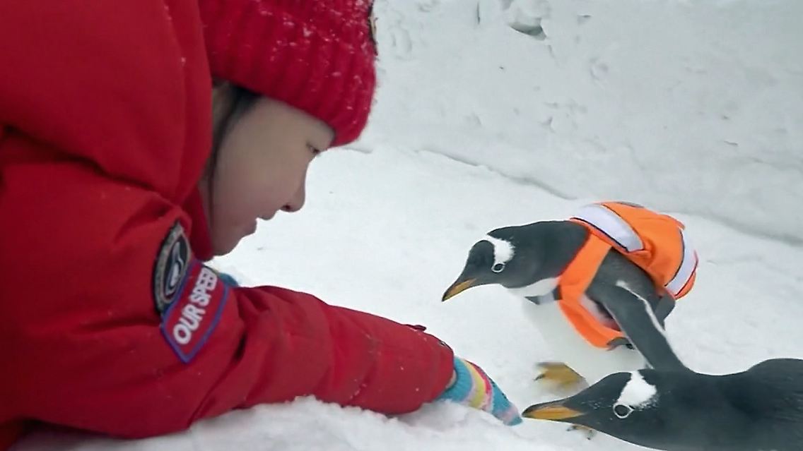 pinguine in china.jpg