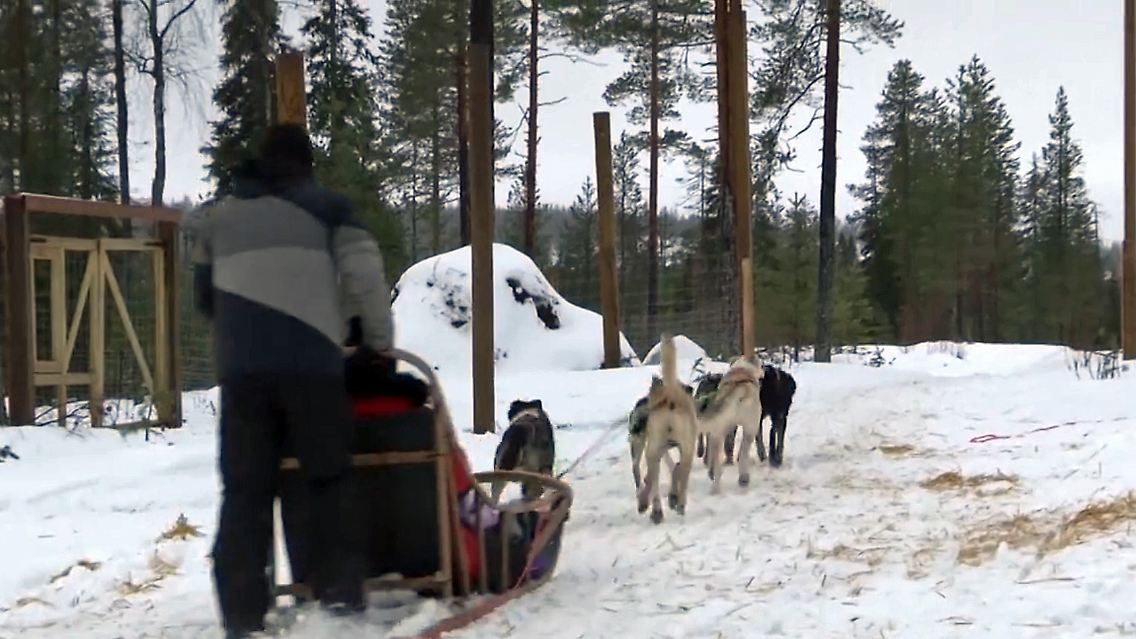 lappland-hunde.jpg