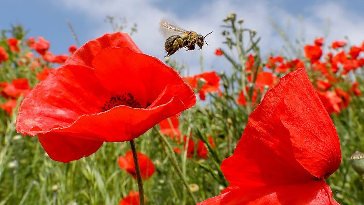 Das Bienensterben hat große Auswirkungen auf die künftigen Obsternten.