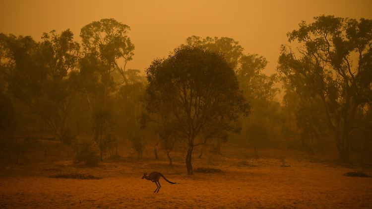 Schon früh am Morgen ist das Buschland um Canberra von Rauchschwaden vernebelt.