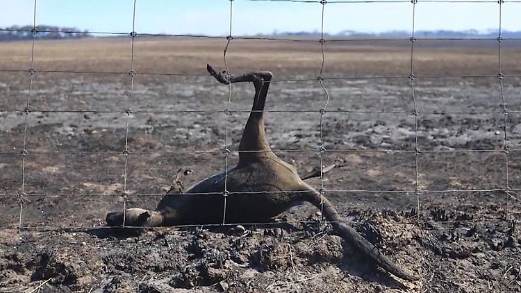 Australien Feuer Tiere.JPG