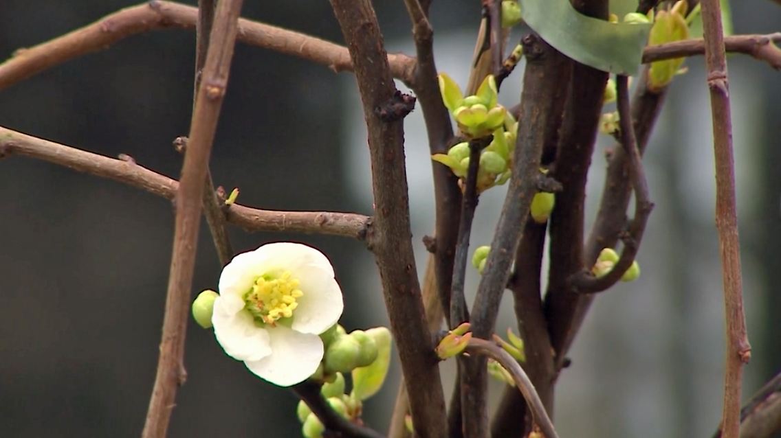 Knospen.jpg