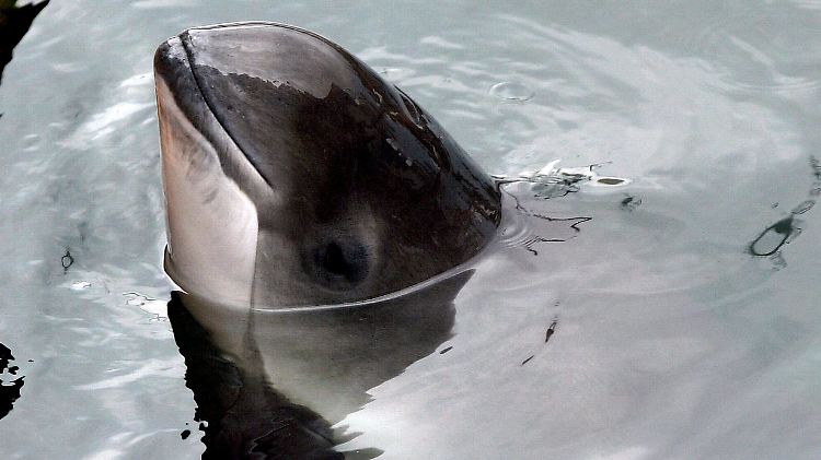 Die in der Ostsee vorkommenden Schweinswale stehen unter besonders strengem Schutz.
