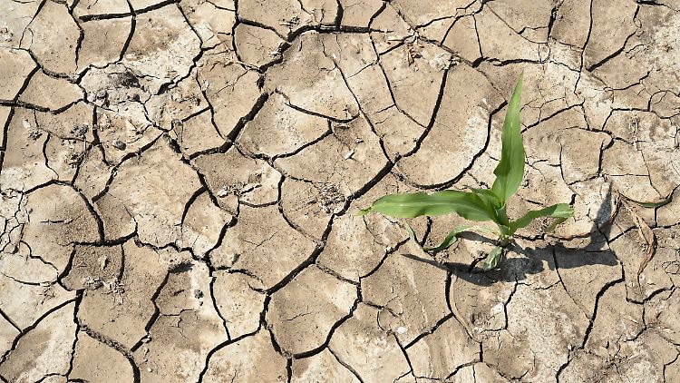 Trotz unübersehbarer Zeichen werden von etlichen die "Klimaschutzbemühungen und die Klimaschutzbewegung diffamiert und Debatten diskreditiert".