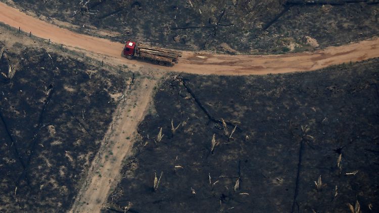 9166 Quadratkilometer Amazonaswald wurden im vergangenen Jahr vernichtet.