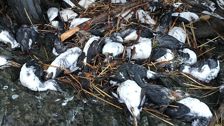 Mehr als 60.000 Trottellummen wurden während des Massensterbens an die Westküste der USA gespült.