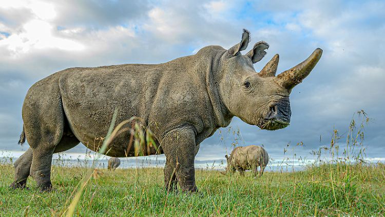 Ein Nördliches Breitmaulnashorn.