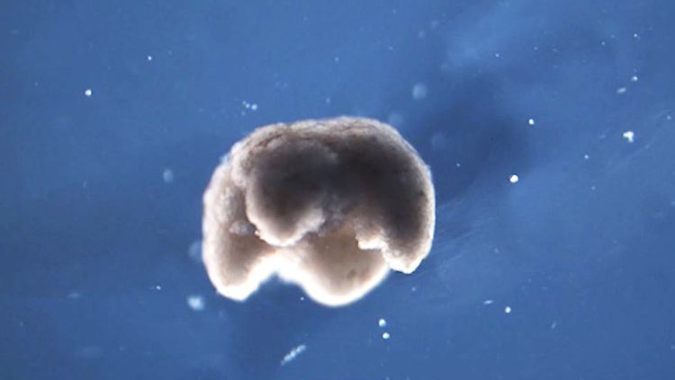 Lebender Miniroboter.JPG