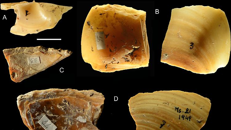 Im Bild sind einige der Muschelreste, die Forscher in der Grotta dei Moscerini fanden.