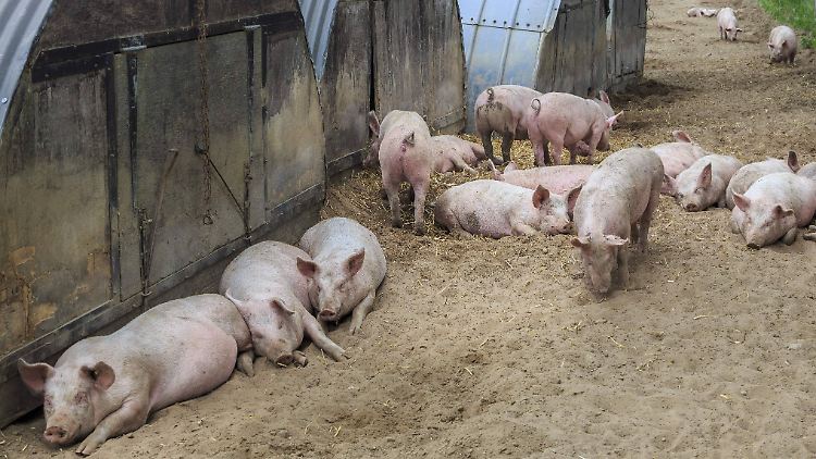 Ob die Schweine den Mann getötet oder nur gefressen haben, ist unklar. (Symbolbild)