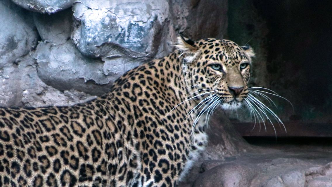 imago96174525h.jpg
