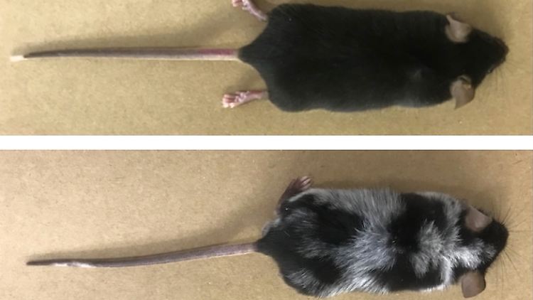 Bildvergleich der Mäuse, die dem Experiment unterzogen wurden, das zum Verlust der Pigmentierung führte (unten), mit Mäusen in der Kontrollgruppe.