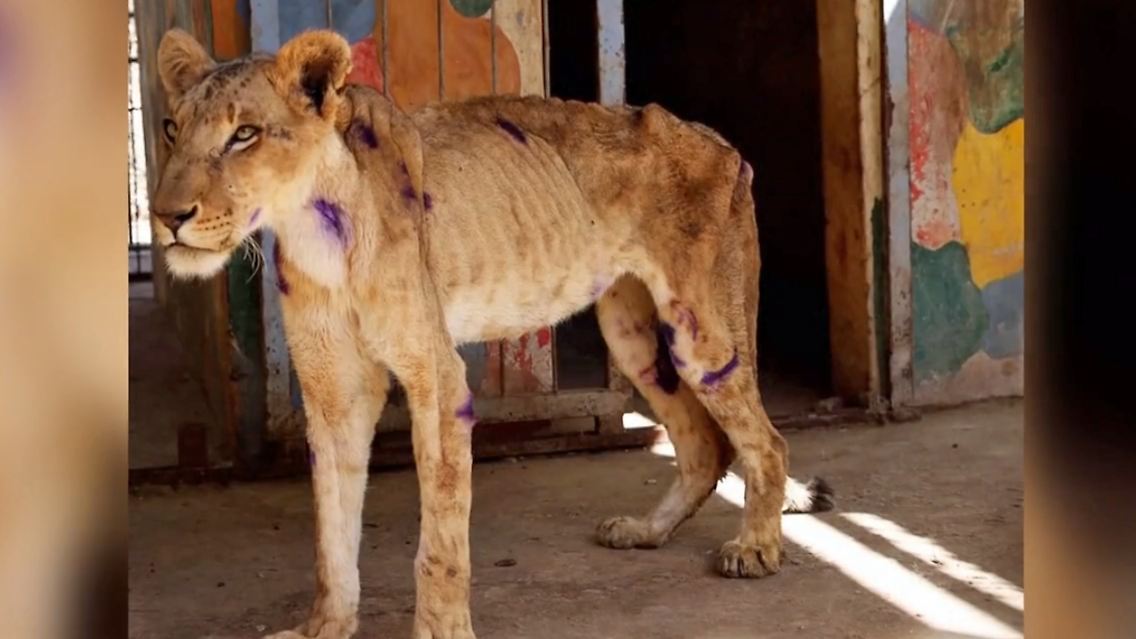 Sudan_Loewe_Zoo.jpg