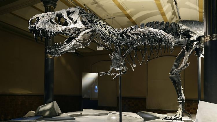 Tristan Otto gilt als eines der besterhaltenen T.-Rex-Skelette.