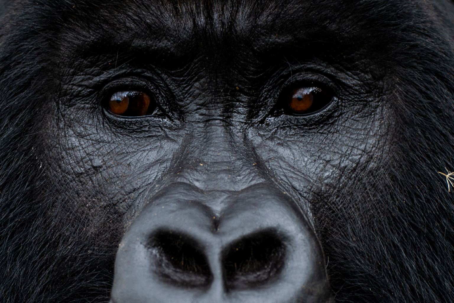 Willkommen in Ruanda.
Das afrikanische Land ist Heimat der berühmten Berggorillas.