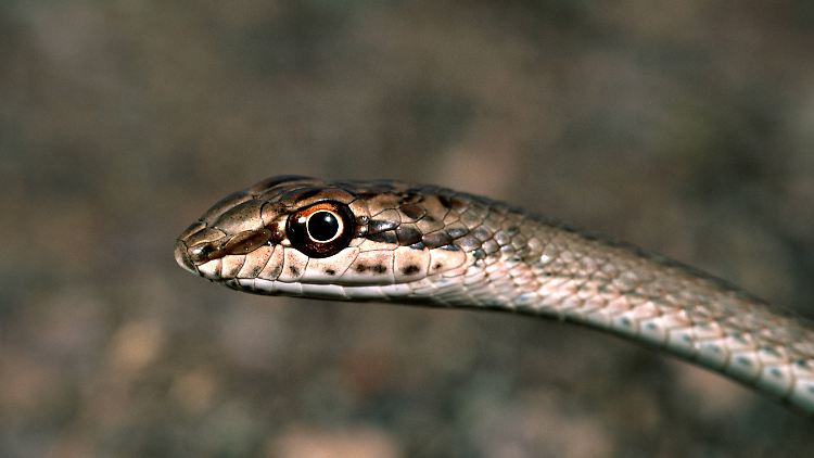 Die Ransomware wurde Snake getauft, weil sie den File Marker EKANS verwendet, der rückwärts geschrieben SNAKE ergibt.
