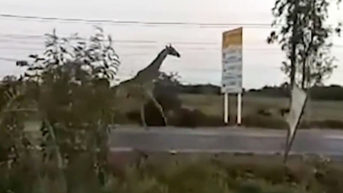 Giraffe Thailand 2.JPG