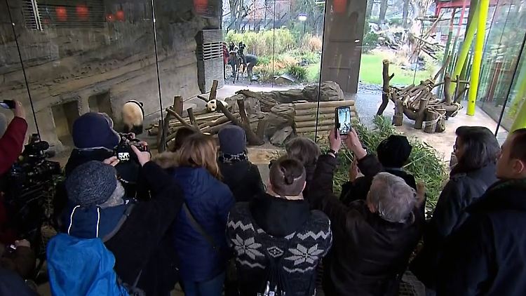 Pit und Paule begeistern Berliner Panda-Fans.jpg