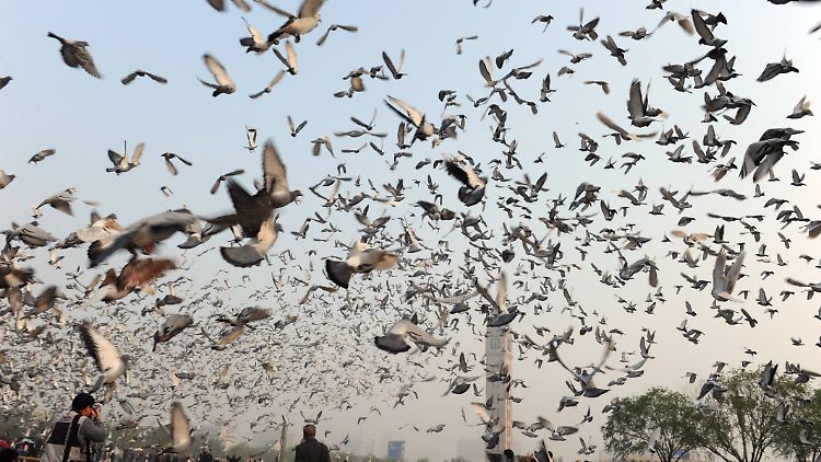 Massenstart einmal anders. In Südafrika gingen 3600 Tauben ins Rennen. (Archivbild)