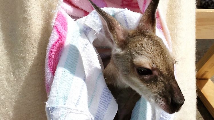Ein verwaistes Känguru-Baby in einem Stoffbeutel der Tierschutzorganisation International Fund for Animal Welfare - von den Beuteln gibt es jetzt genug, es fehlt an anderer Stelle.
