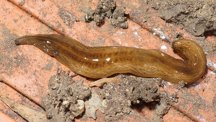 Der Wurm Obama nungara wurde erstmals 2008 auf der britischen Insel Guernsey entdeckt.