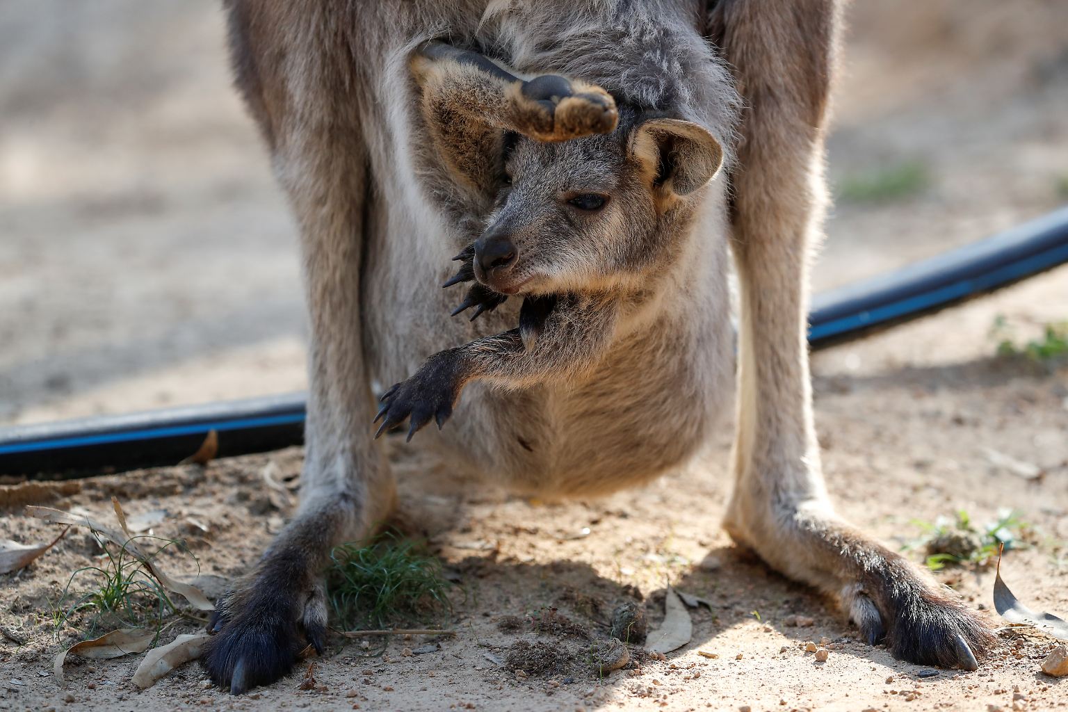 Wenn ein Kängurubaby seine Mutter verliert, hat es oft nur geringe Chancen zu überleben.