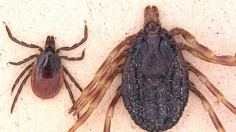 Größenvergleich: Rechts die eingewanderte Hyalomma-Zecke, links der heimische Gemeine Holzbock.
