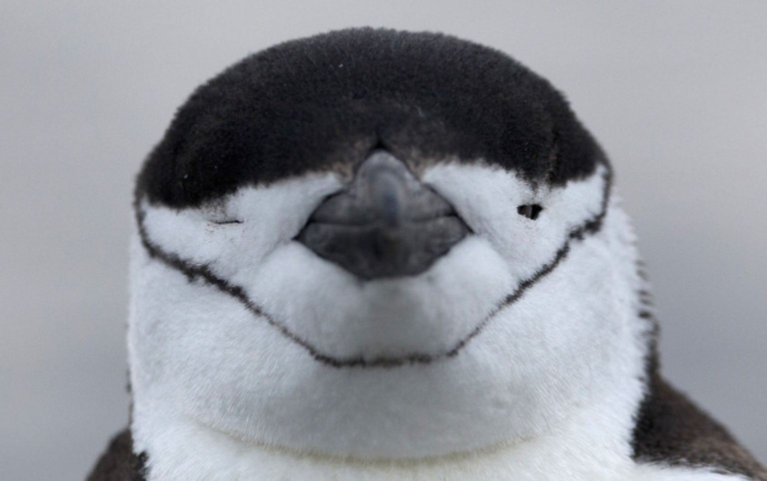 Er ist mit gut 70 Zentimetern Höhe etwas kleiner und auch wesentlich weniger berühmt als der Kaiserpinguin. Doch die Kolonien des Zügelpinguins ...